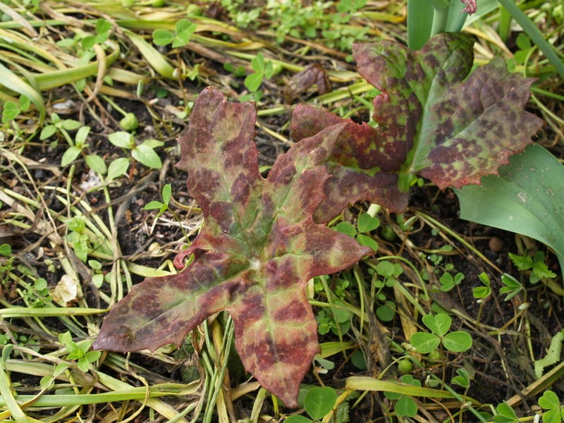 Podophyllum difforme