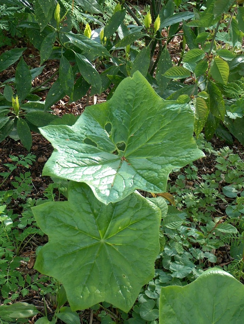 Podophyllum difforme photo 2