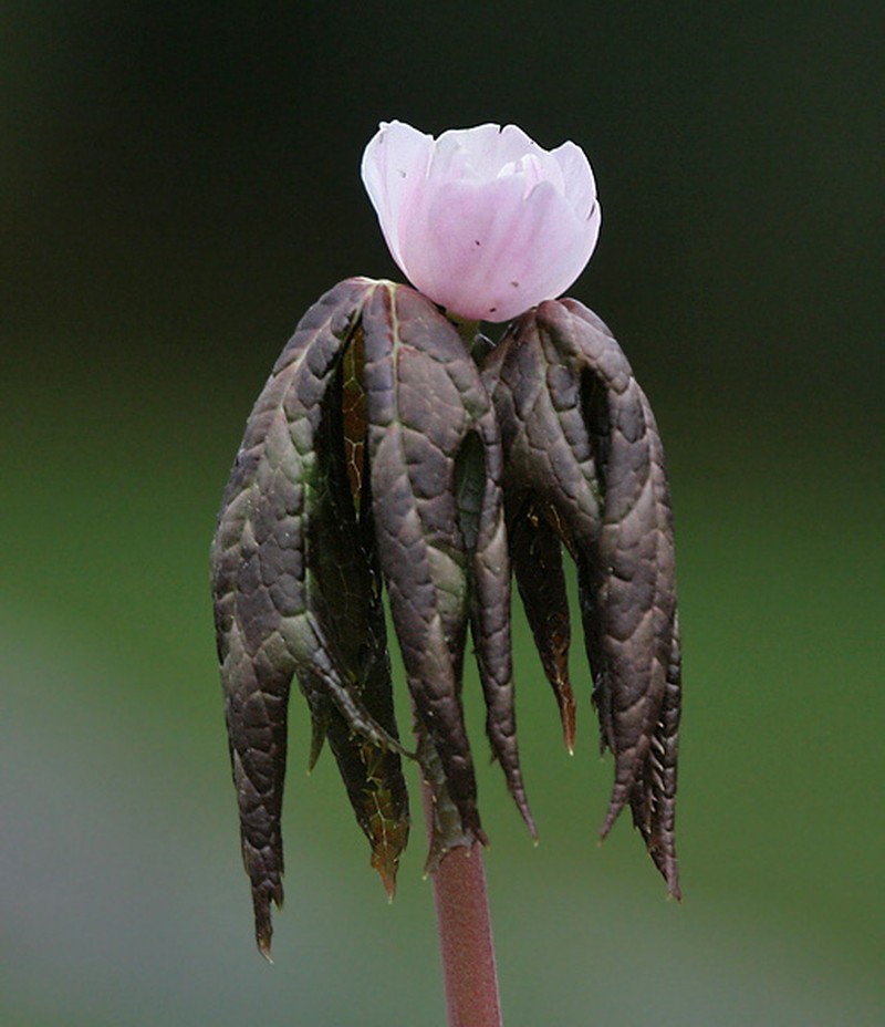 Himalayan Mayapple photo 5