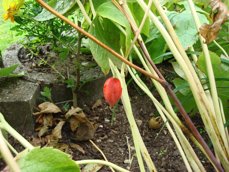 Himalayan Mayapple photo 6