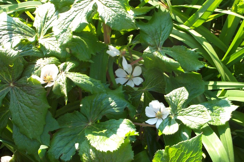 Himalayan Mayapple photo 7