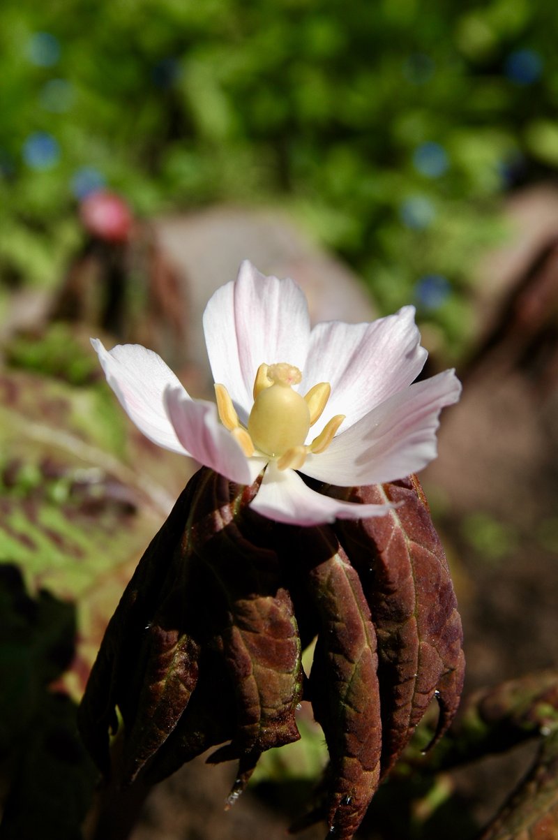 Himalayan Mayapple