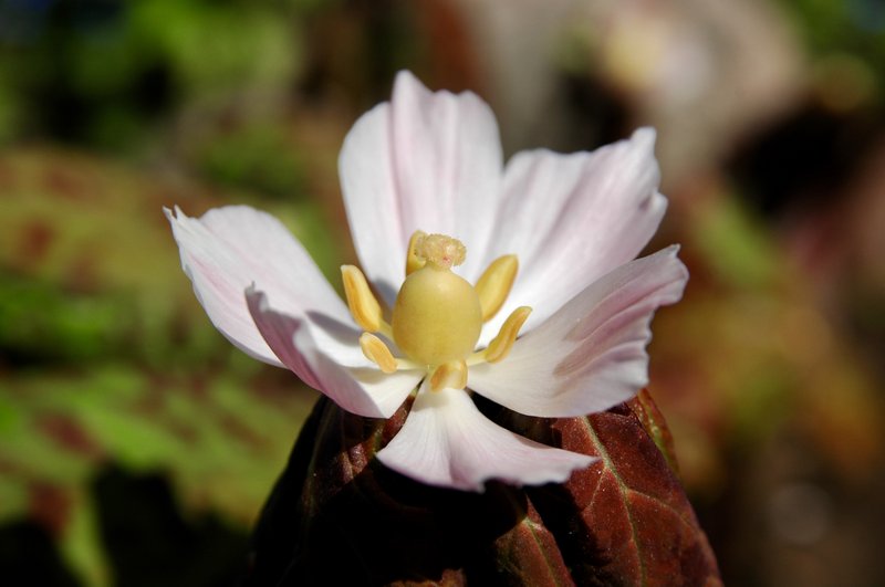 Himalayan Mayapple photo 2