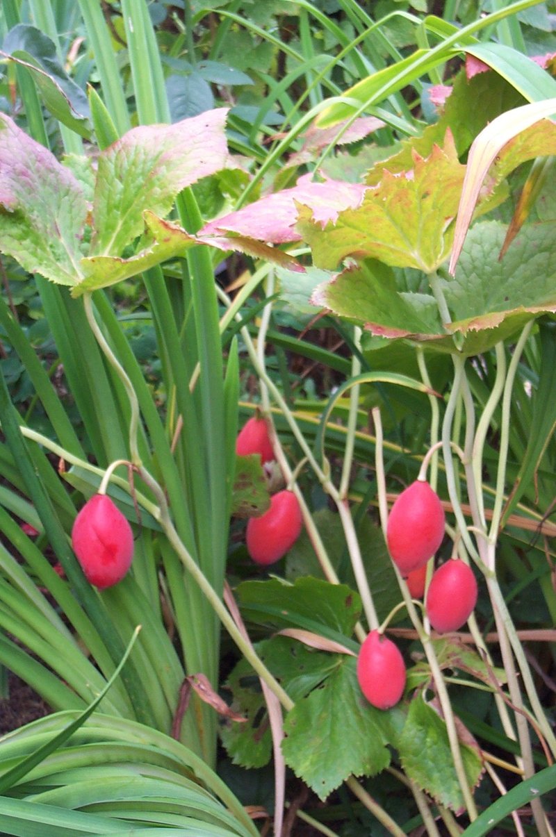 Himalayan Mayapple photo 3