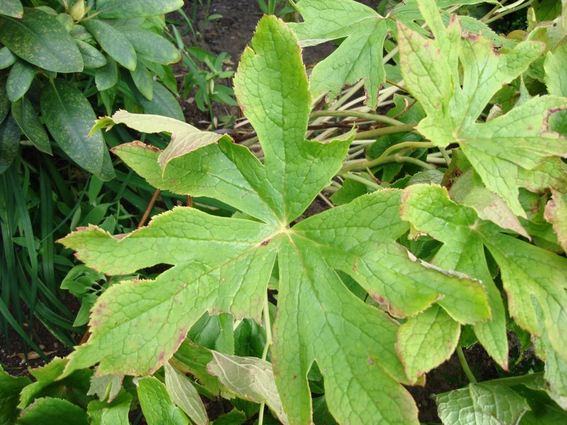 Himalayan Mayapple photo 4