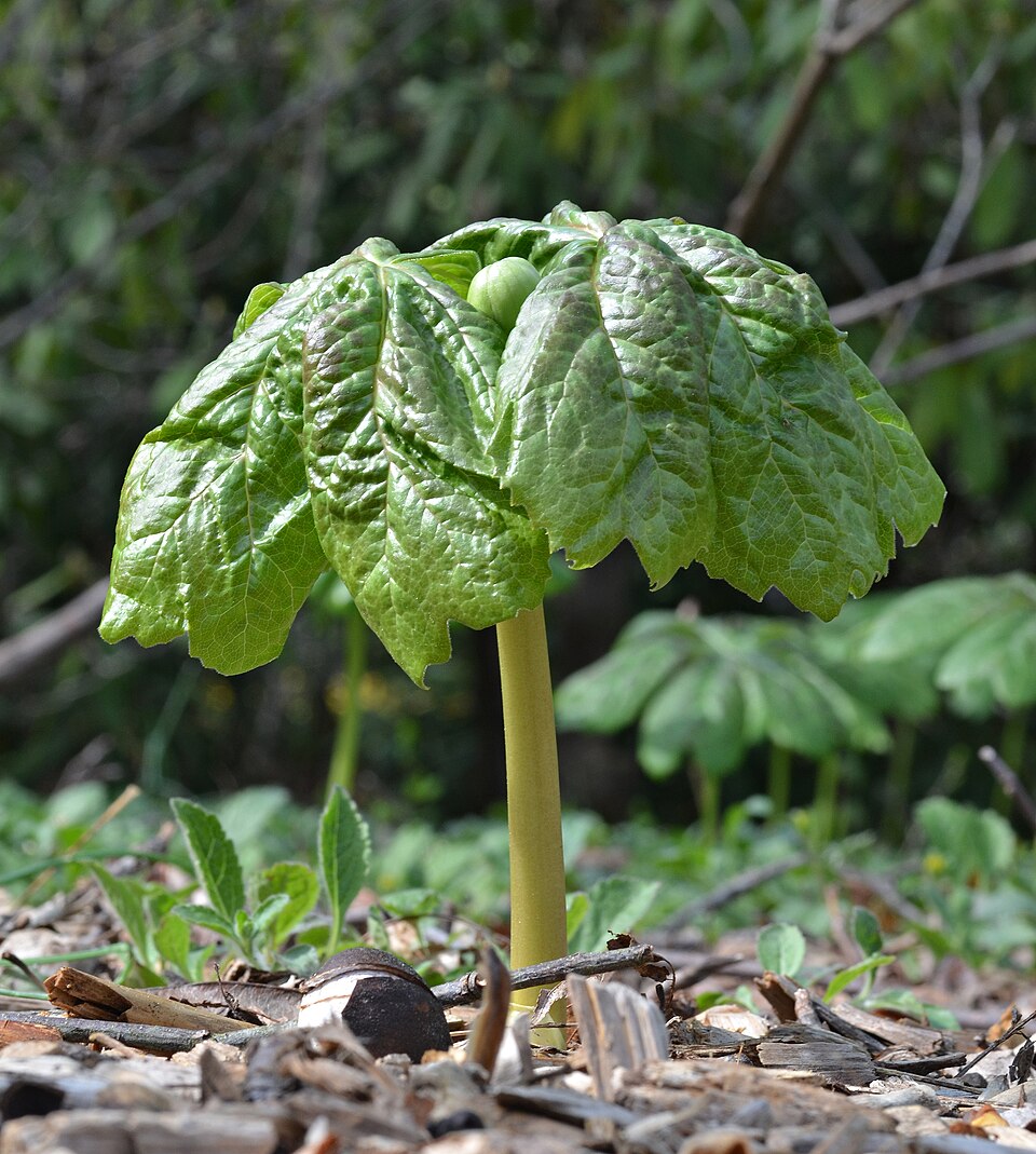 Mayapple photo 4