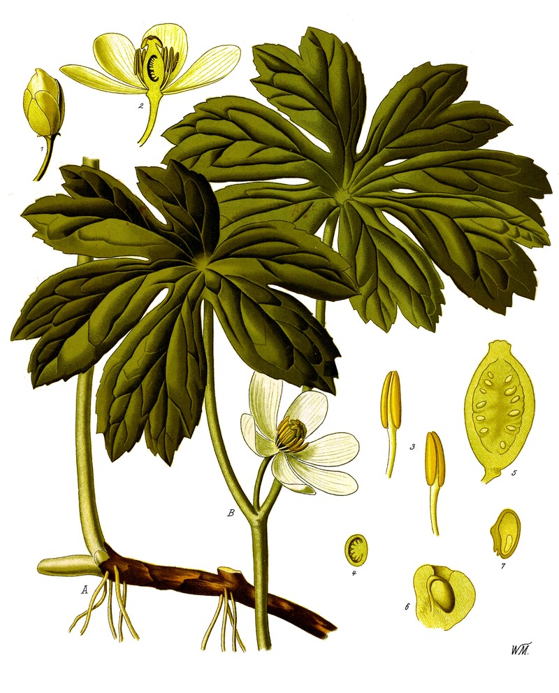 Mayapple photo 3