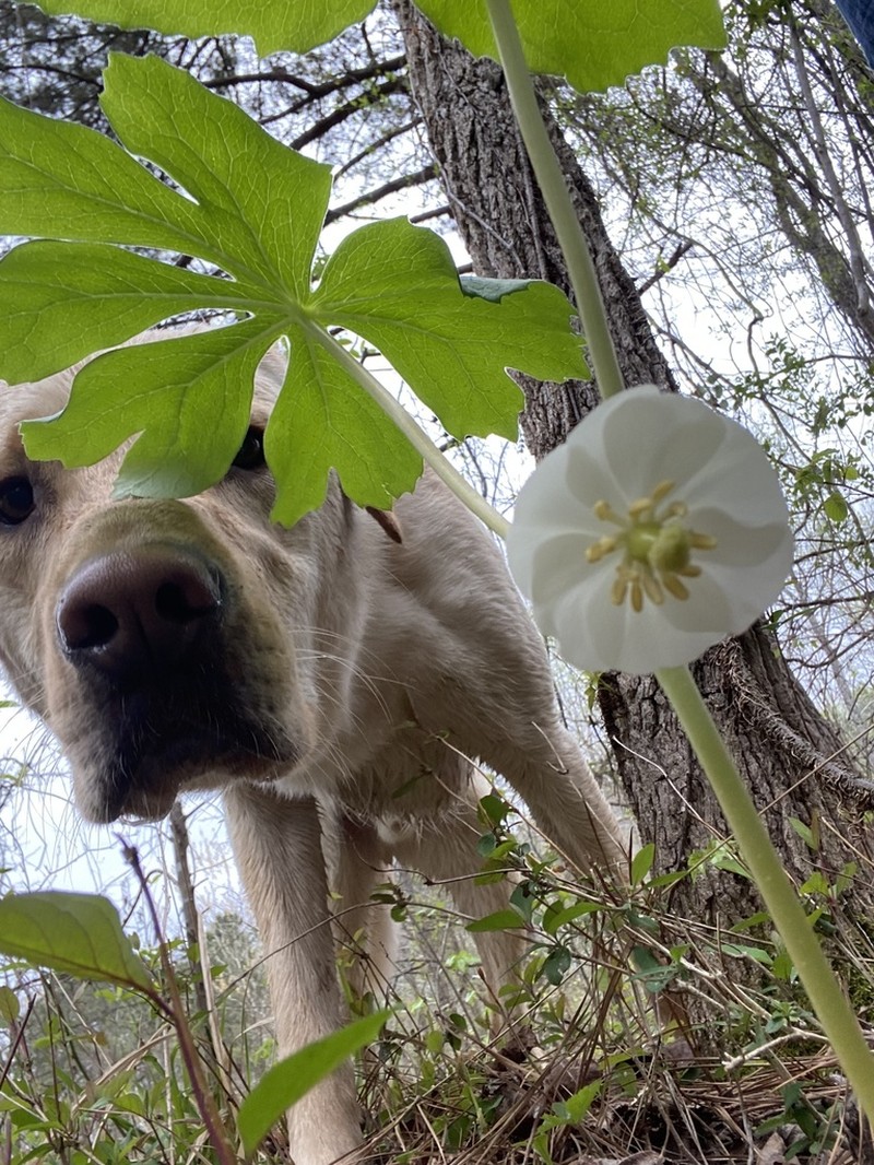 Mayapple photo 4
