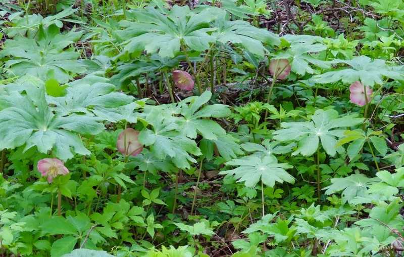 Mayapple photo 5