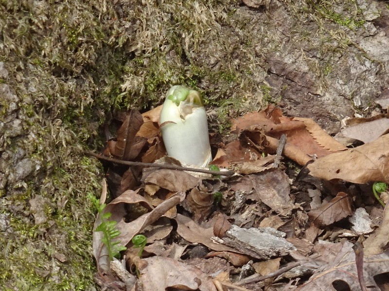 Mayapple photo 6