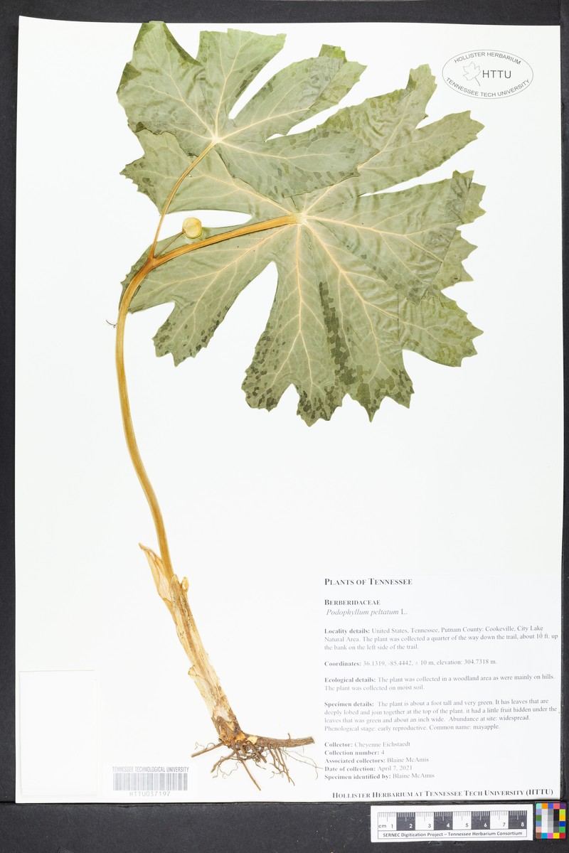 Podophyllum pleianthum photo 2