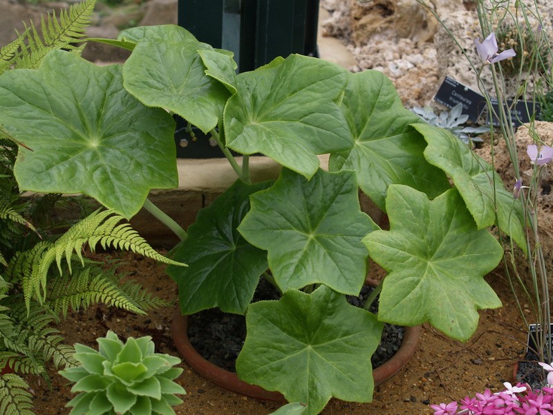 Podophyllum pleianthum photo 3
