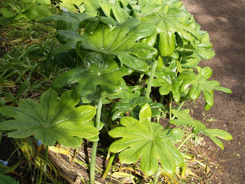 Podophyllum pleianthum photo 4