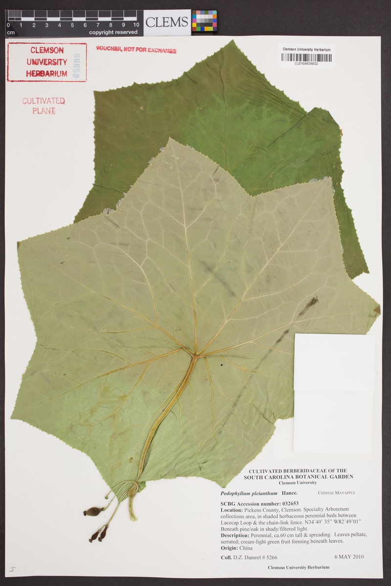 Podophyllum pleianthum photo 5