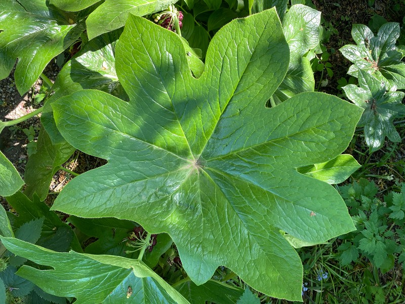 Podophyllum pleianthum