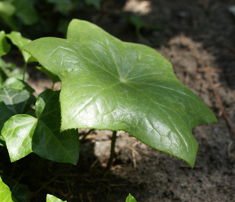 Podophyllum pleianthum photo 6