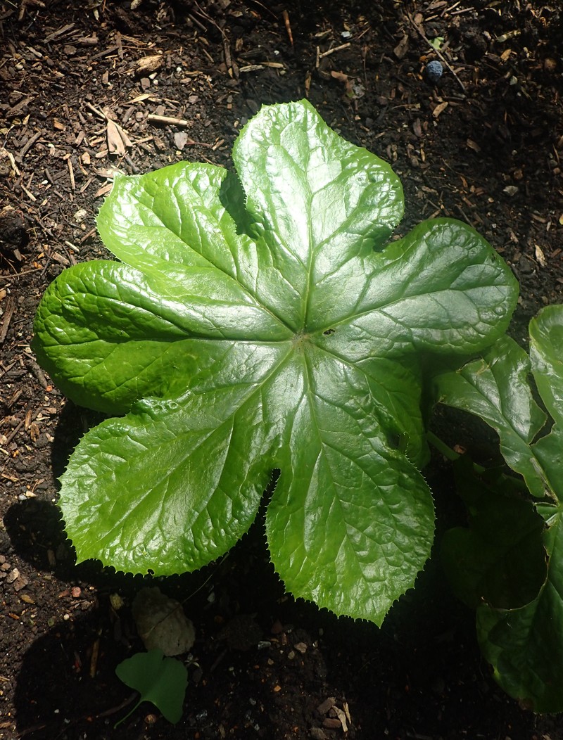 Podophyllum pleianthum photo 7