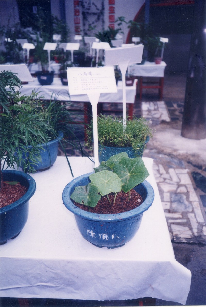 Podophyllum pleianthum photo 8