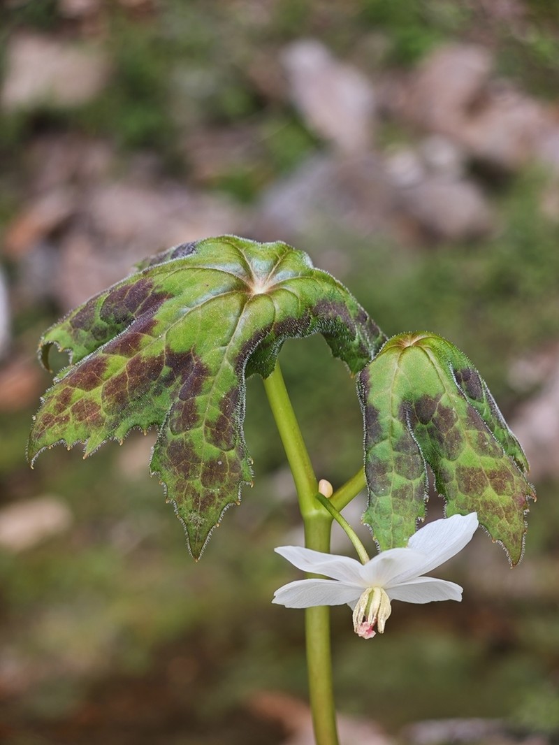 Podophyllum tsayuense