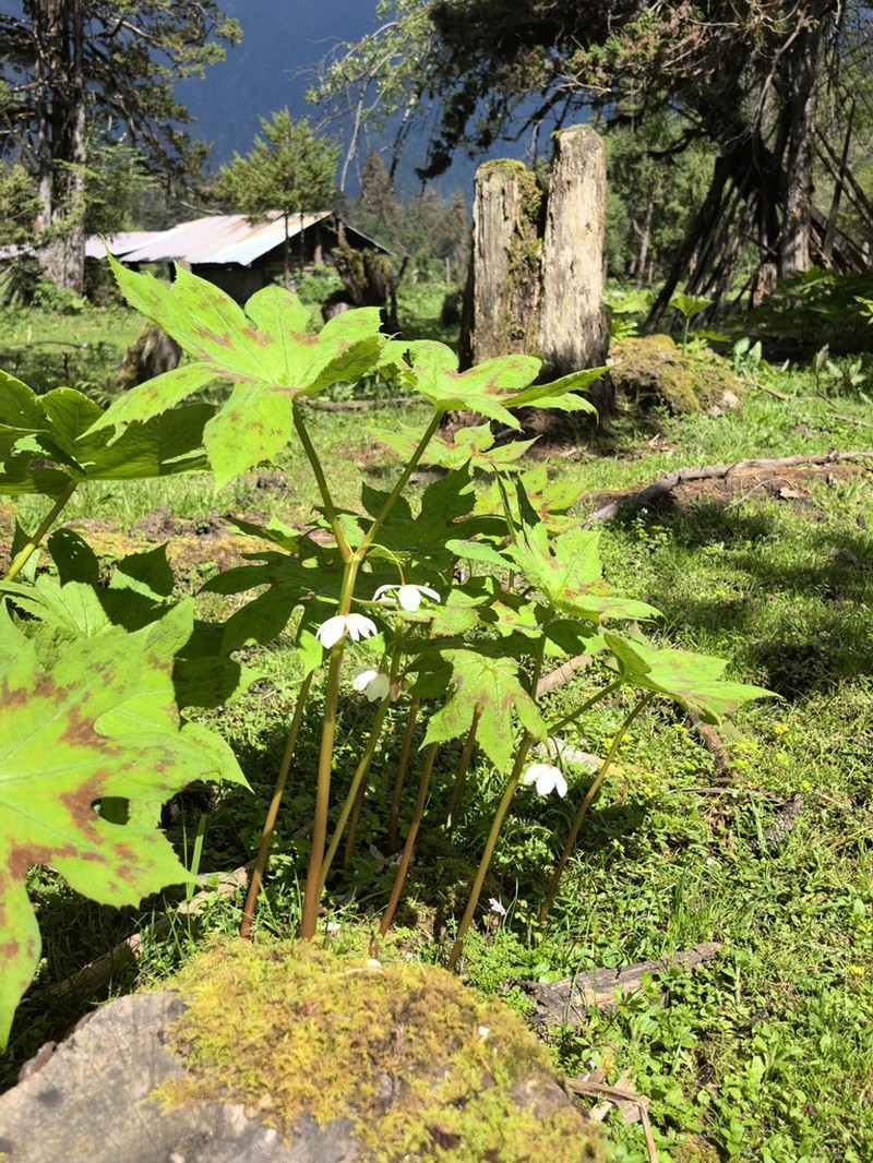 Podophyllum tsayuense photo 2