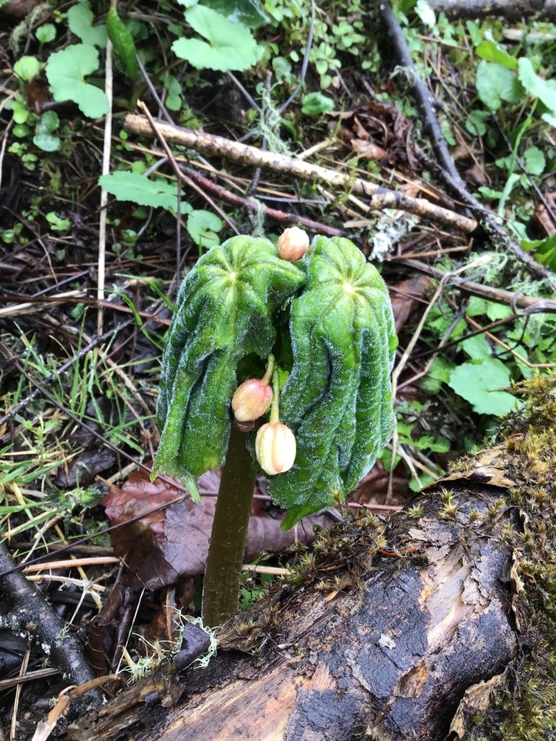 Podophyllum tsayuense photo 3