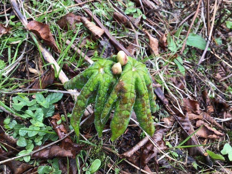 Podophyllum tsayuense photo 4