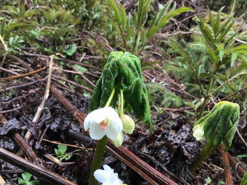Podophyllum tsayuense photo 5