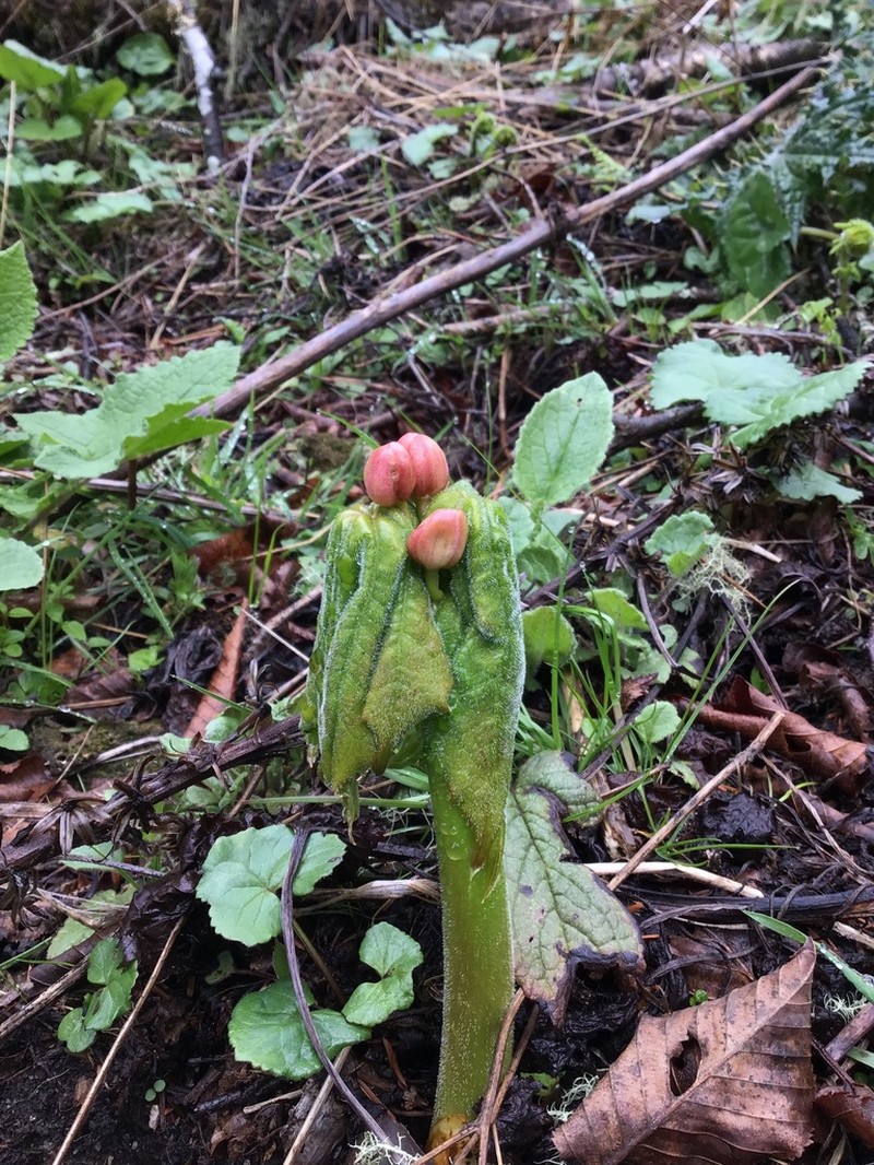 Podophyllum tsayuense photo 6