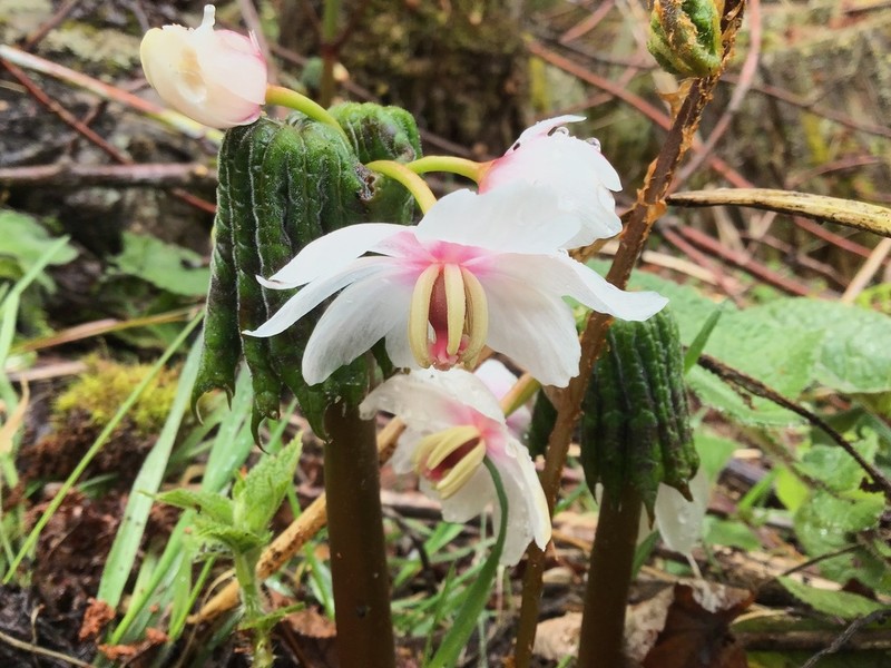 Podophyllum tsayuense photo 7