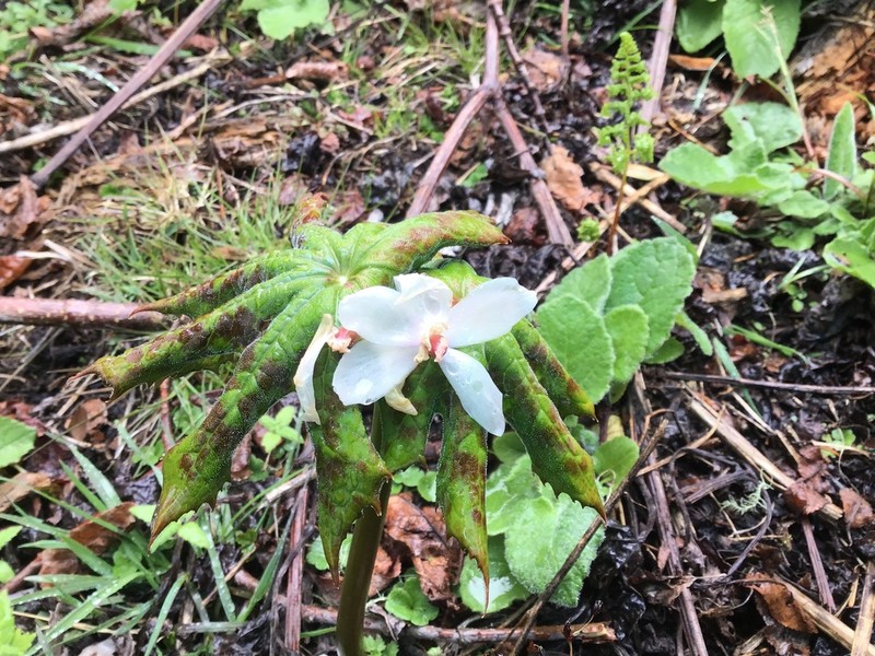 Podophyllum tsayuense photo 8