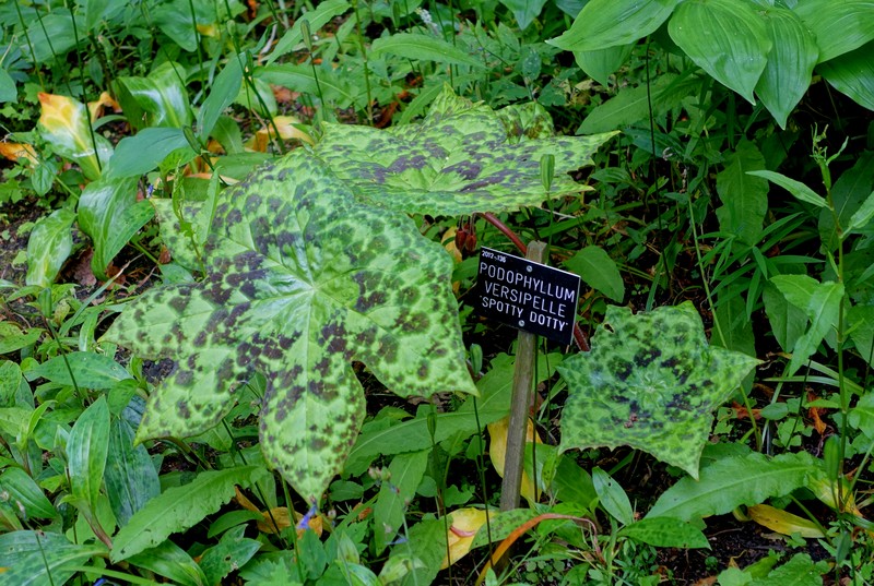 Podophyllum versipelle