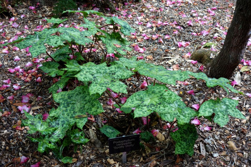 Podophyllum versipelle photo 2
