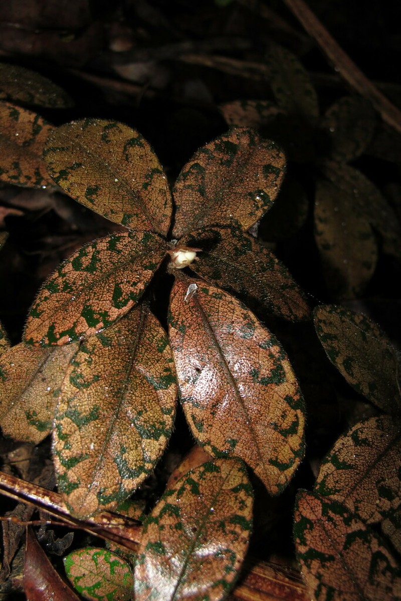 Podorungia clandestina
