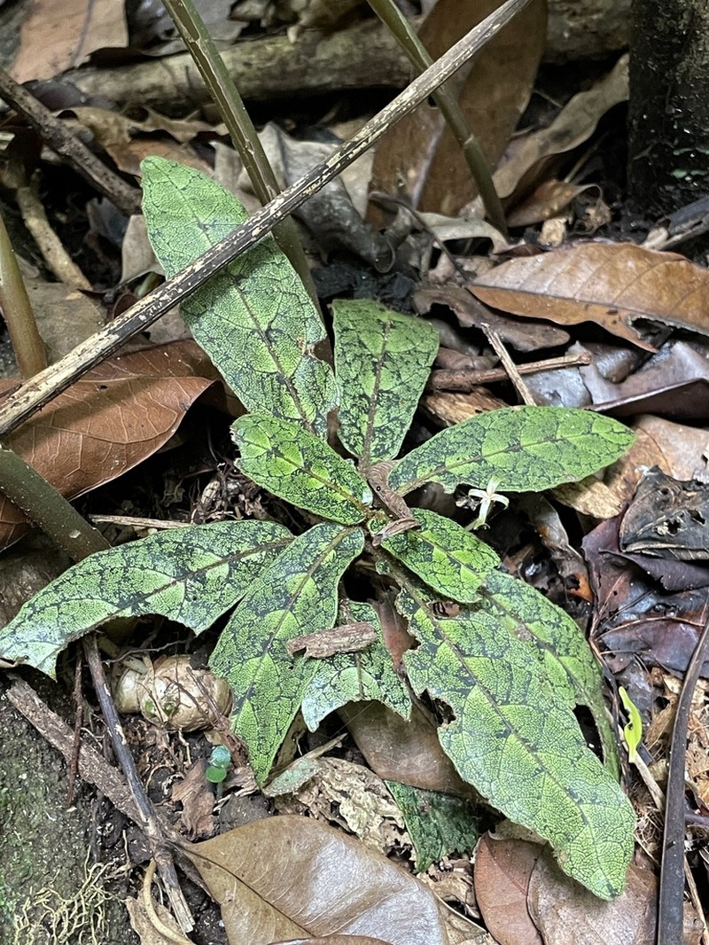 Podorungia clandestina photo 2