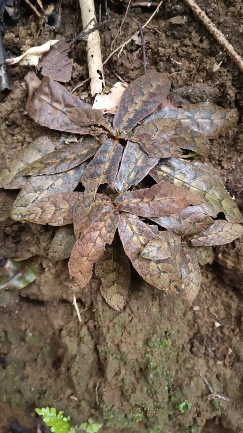 Podorungia clandestina photo 3