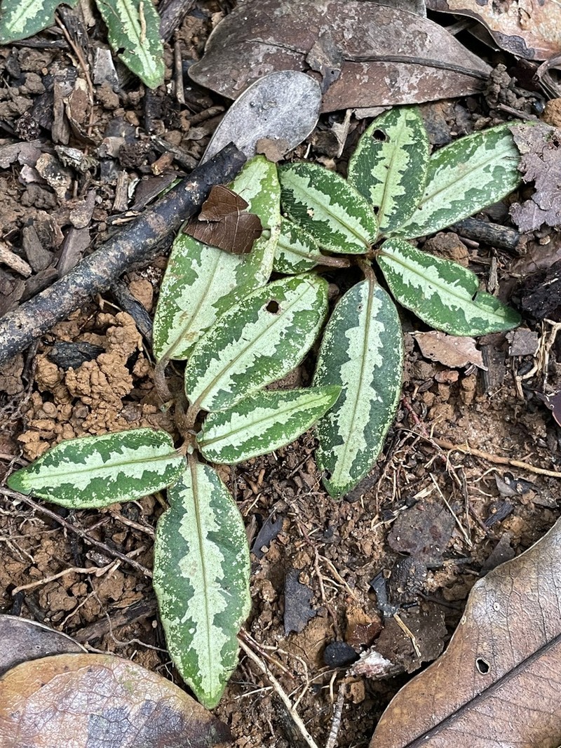 Podorungia clandestina photo 4
