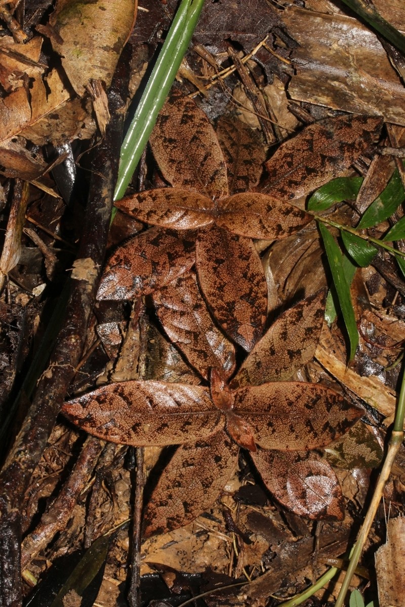 Podorungia clandestina photo 5