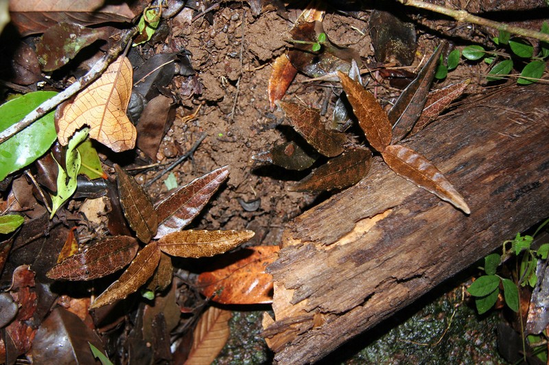 Podorungia clandestina photo 6