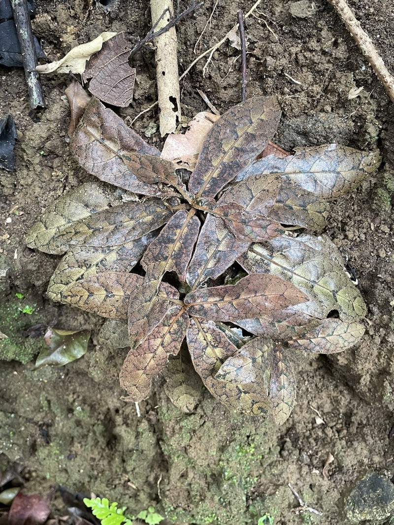 Podorungia clandestina photo 7