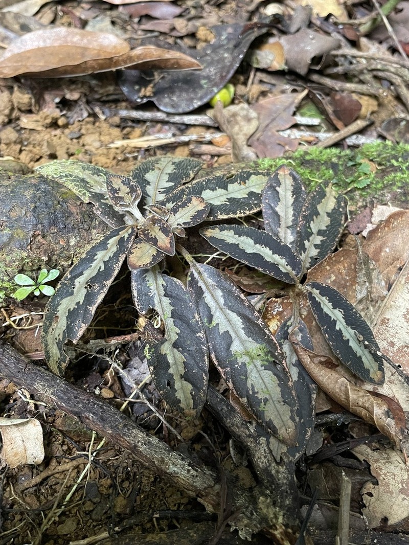 Podorungia clandestina photo 8
