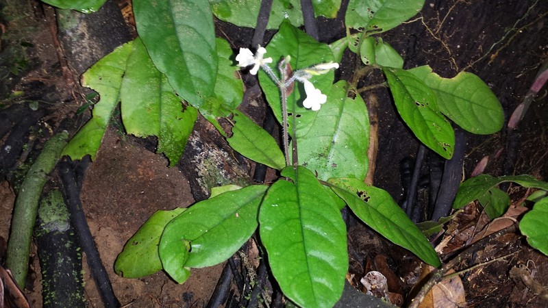Podorungia gesnerioides photo 2