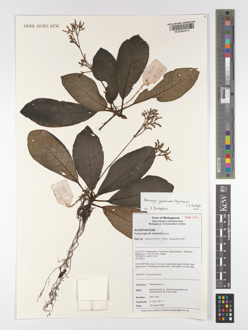 Podorungia gesnerioides photo 3