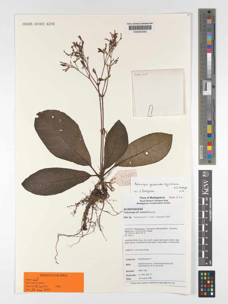 Podorungia gesnerioides photo 4