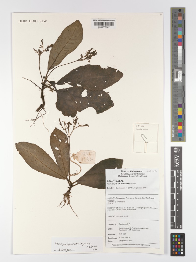 Podorungia gesnerioides photo 5