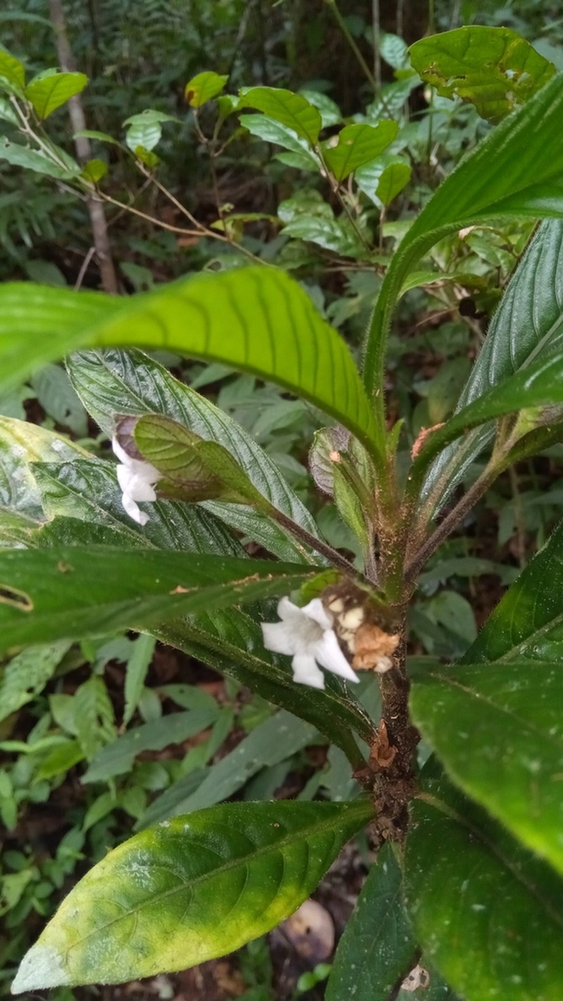 Podorungia humblotii