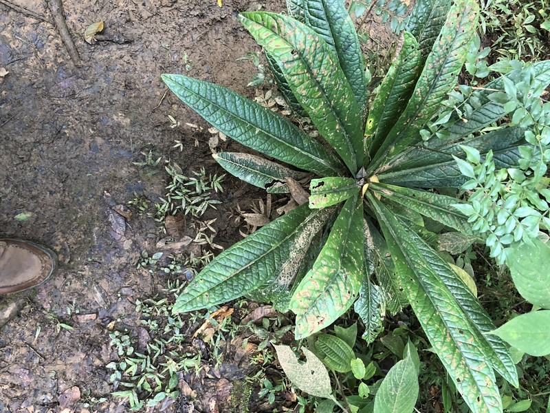 Podorungia humblotii photo 3