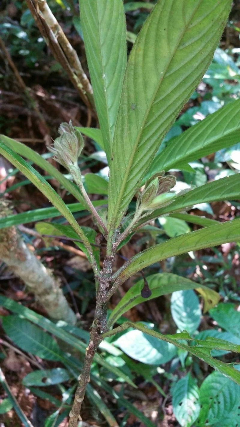 Podorungia humblotii photo 4