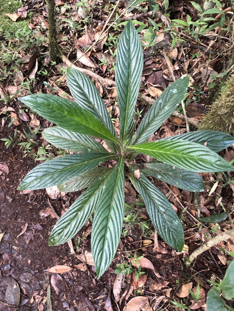 Podorungia humblotii photo 5