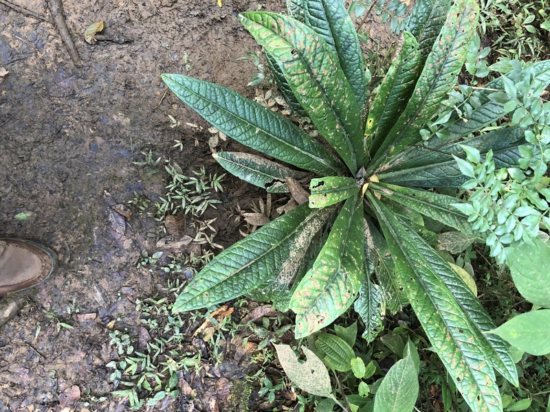 Podorungia humblotii photo 6