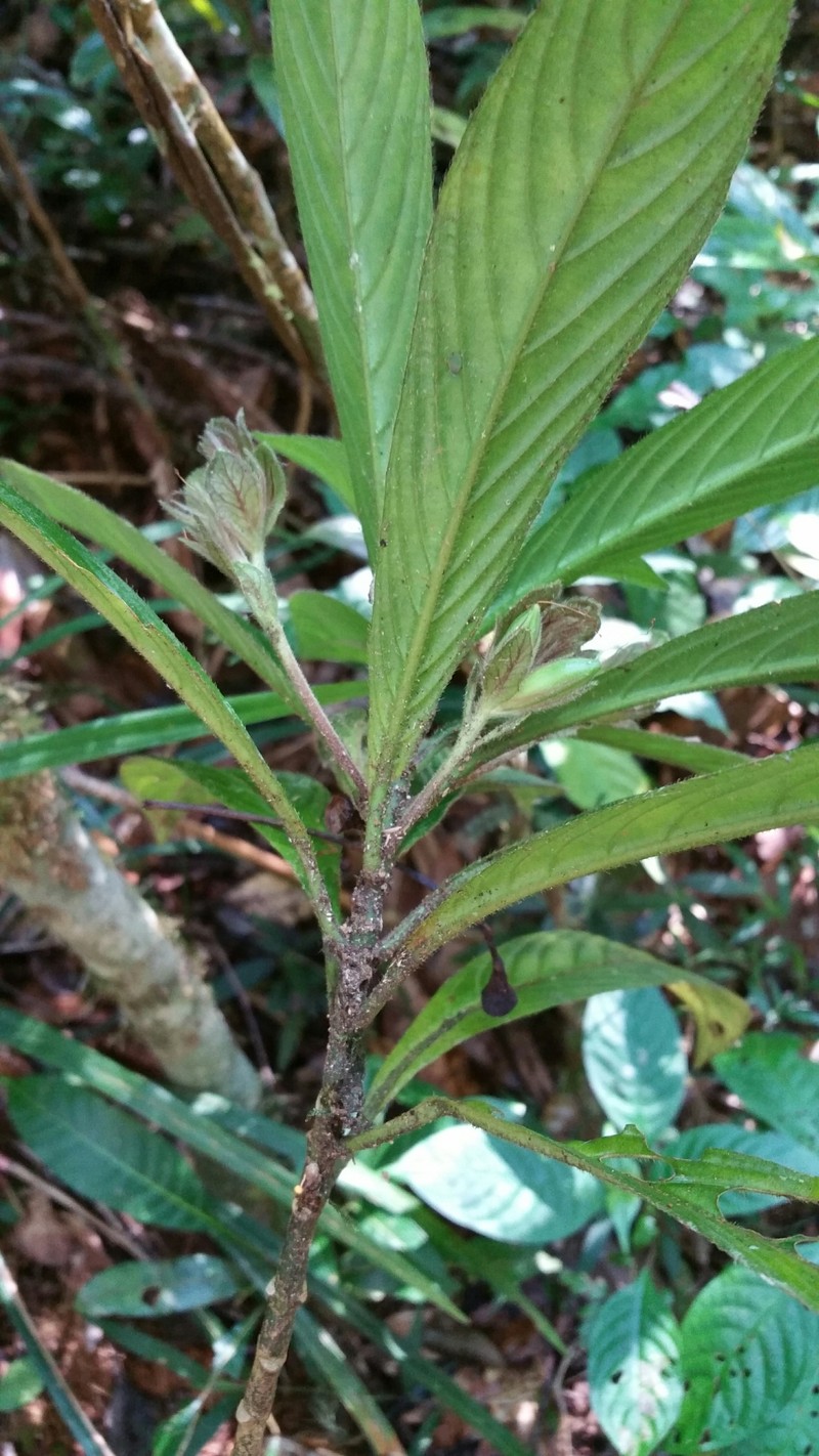 Podorungia humblotii photo 8